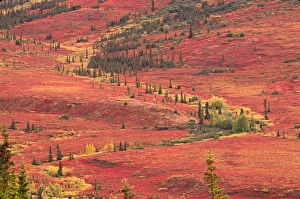 The tundra of Denali National Park in the late summer turns bright red from the blueberries The tundra of Denali National Park in the late summer turns bright red from the blueberries