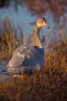 Tundra Swan or Whistling swan nesting, 1002 coastal plain, Arctic National Wildlife Refuge Tundra Swan or Whistling swan nesting, 1002 coastal plain, Arctic National Wildlife Refuge