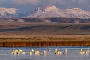 Fairfield Gallery: Tundra Swans with Ear Mountain in background during spring migration at Freezeout Lake