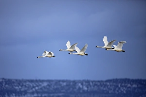 Tundra Swans in flight, Cygnus columbianus, Klamath Basin, Klamath Falls, Oregon Tundra Swans in flight, Cygnus columbianus, Klamath Basin, Klamath Falls, Oregon