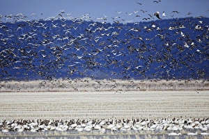 Tundra Swans and Greater White-fronted geese in flight, Klamath Basin, Klamath Falls Tundra Swans and Greater White-fronted geese in flight, Klamath Basin, Klamath Falls