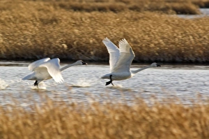 Tundra Swans prepare for flight at Freezeout Lake NWR in Montana Tundra Swans prepare for flight at Freezeout Lake NWR in Montana