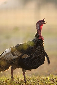 Turkey gobbler Melegris gallopavo Central Florida Turkey gobbler Melegris gallopavo Central Florida