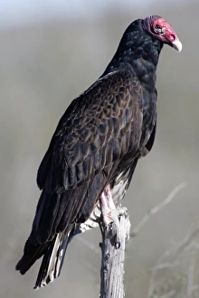 Turkey vulture (Cathartes aura), also called turkey buzzard, common bird of the United Turkey vulture (Cathartes aura), also called turkey buzzard, common bird of the United