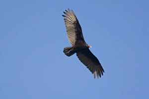 Turkey vulture in flight near Big Sur, California Turkey vulture in flight near Big Sur, California