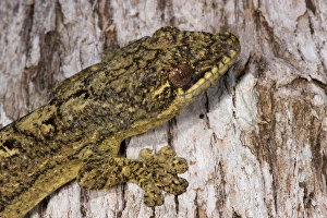 Turnip-tailed Gecko (Thecadactylus solimoensis), Yasuni National Park, Amazon Rainforest, ECUADOR Turnip-tailed Gecko (Thecadactylus solimoensis), Yasuni National Park, Amazon Rainforest, ECUADOR