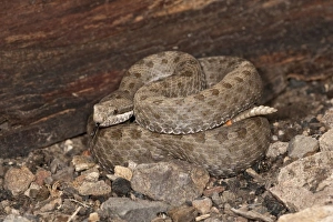 Twin-spotted Rattlesnake, Crotalus pricei, South Eastern Arizona Twin-spotted Rattlesnake, Crotalus pricei, South Eastern Arizona