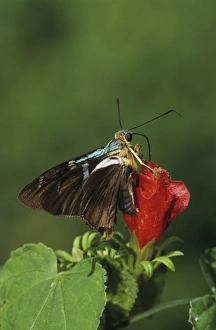 Two-barred Flasher, Astraptes fulgerator, adult on Turks Cap (Malvaviscus drummondii) Two-barred Flasher, Astraptes fulgerator, adult on Turks Cap (Malvaviscus drummondii)