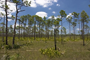 Typical slash pine (Pinus elliottii) habitat of SW Florida Typical slash pine (Pinus elliottii) habitat of SW Florida