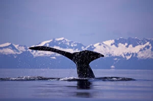 Marine Life Collection: U. S. A. Alaska, Inside Passage Humpback whale (Megaptera novaengliae)
