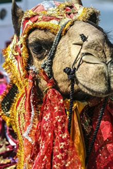 Udaipur, Rajasthan, India. India decorated Camel, Diwali Festival of Lights Udaipur, Rajasthan, India. India decorated Camel, Diwali Festival of Lights