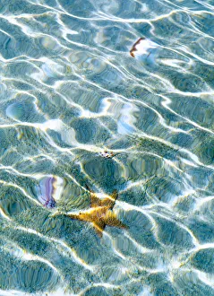Underwater view of sea star and seashells, Bahamas Underwater view of sea star and seashells, Bahamas
