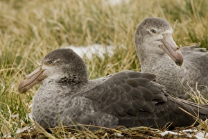 United Kingdom Territory, South Georgia Island. Close-up of two northern giant petrels in United Kingdom Territory, South Georgia Island. Close-up of two northern giant petrels in