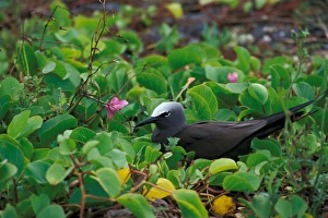 United States, Hawaii, Midway, Atoll NWR. Nobby Tern United States, Hawaii, Midway, Atoll NWR. Nobby Tern