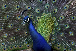 United States, Washington, Olympic Peninsula, Male Peacock United States, Washington, Olympic Peninsula, Male Peacock