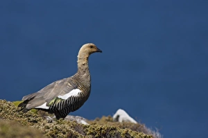 upland goose, Chloephaga picta leucoptera, male in flight, Falkland Islands, South upland goose, Chloephaga picta leucoptera, male in flight, Falkland Islands, South