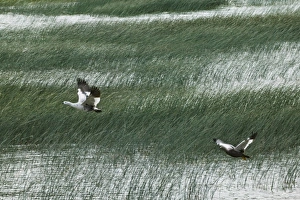 Upland Goose flying over wind blowing reeds on lake, Torres del Paine National Park Upland Goose flying over wind blowing reeds on lake, Torres del Paine National Park