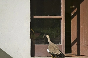 Upland goose look at its reflection in the door glass, Patagonia, Chile Upland goose look at its reflection in the door glass, Patagonia, Chile