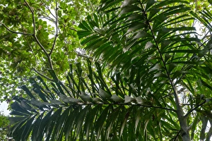 In the upper amazon jungle, on a trail from the Maranon River, one finds these palm trees In the upper amazon jungle, on a trail from the Maranon River, one finds these palm trees