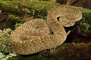 Images Dated 15th June 2004: Uracoan Rattlesnake, Crotalus vegrandis, resting on a mossy log. Venezuela, SA. Controlled