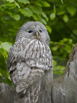 Ural owl. Adult at entrance of nest in hole of a tree. Enclosure in the Bavarian Forest National Park, Germany, Bavaria Ural owl. Adult at entrance of nest in hole of a tree. Enclosure in the Bavarian Forest National Park, Germany, Bavaria