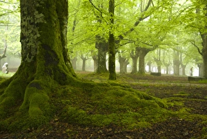 Urkiola Natural Park. Beech forest. Biscay province. Basque Country. Spain Urkiola Natural Park. Beech forest. Biscay province. Basque Country. Spain