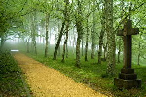 Beech Gallery: Urkiola Natural Park. Cross. Biscay province. Basque Country. Spain
