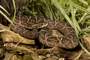 Urutu, Bothrops alternatus, lays in wait for prey along a stream. Pantanal, Brazil Urutu, Bothrops alternatus, lays in wait for prey along a stream. Pantanal, Brazil