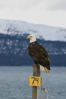 Images Dated 7th May 2008: US, AK, Homer. Bald Eagle perches on RV hookup, Kachemak Bay beyond