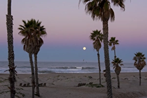 US, CA, Oxnard. Gulls fly above water pre dawn in full moonset US, CA, Oxnard. Gulls fly above water pre dawn in full moonset
