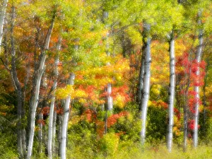 US, Michigan, Upper Peninsula. Fall colors in the forest US, Michigan, Upper Peninsula. Fall colors in the forest