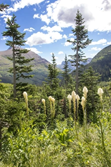 US, MT, Glacier NP. Bear grass along Iceberg Lake Trail US, MT, Glacier NP. Bear grass along Iceberg Lake Trail