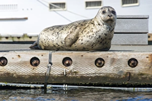 US, WA, Poulsbo. harbor seal haul out on dock. Acclimated to boat traffic US, WA, Poulsbo. harbor seal haul out on dock. Acclimated to boat traffic
