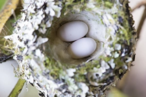 US, WA, Rufous Hummingbird (Selasphorus rufus) nest with eggs. female lines nest with US, WA, Rufous Hummingbird (Selasphorus rufus) nest with eggs. female lines nest with