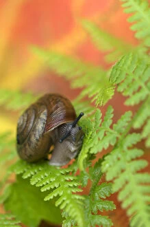 USA, Adirondacks, Snail on Fern in Fall. Credit as: Nancy Rotenberg / Jaynes Gallery / DanitaDelimont