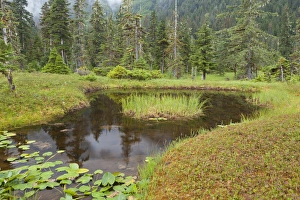 USA, Alaska, Admiralty Island. Scenic of pond and forest USA, Alaska, Admiralty Island. Scenic of pond and forest