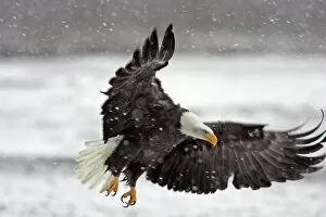 Avian Gallery: USA, Alaska, Alaska Chilkat Bald Eagle Preserve. Bald eagle flies in snowstorm. Credit as