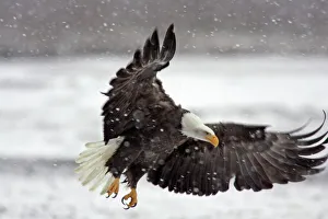 USA, Alaska, Alaska Chilkat Bald Eagle Preserve. Bald eagle flies in snowstorm. Credit as USA, Alaska, Alaska Chilkat Bald Eagle Preserve. Bald eagle flies in snowstorm. Credit as