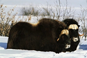 USA, Alaska, Alaska North Slope, Arctic National Wildlife Refuge, Musk ox bulls standing USA, Alaska, Alaska North Slope, Arctic National Wildlife Refuge, Musk ox bulls standing