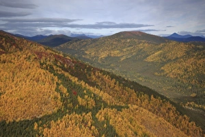 USA, Alaska, Arctic Circle, Bettles. Fall colors turn hillsides golden USA, Alaska, Arctic Circle, Bettles. Fall colors turn hillsides golden