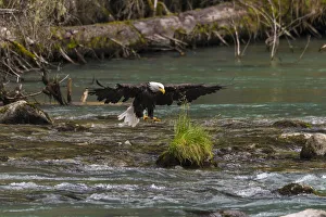 USA, Alaska. Bald Eagle feeding on the Chilkoot River near Haines, Alaska USA, Alaska. Bald Eagle feeding on the Chilkoot River near Haines, Alaska