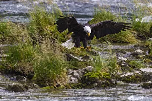 USA, Alaska. Bald Eagle feeding on salmon on the Chilkoot River near Haines, Alaska USA, Alaska. Bald Eagle feeding on salmon on the Chilkoot River near Haines, Alaska