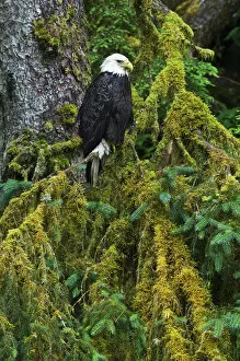 Images Dated 15th July 2007: USA, Alaska. Bald eagle in mossy tree. Credit as: Nancy Rotenberg / Jaynes Gallery / DanitaDelimont