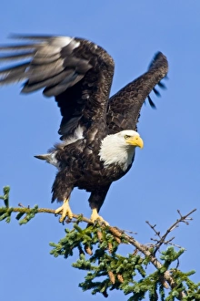 USA. Alaska. Bald Eagle at Silver Salmon Creek in Lake Clark NP USA. Alaska. Bald Eagle at Silver Salmon Creek in Lake Clark NP