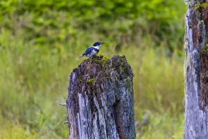 USA, Alaska. Belted Kingfisher on the Chilkoot River near Haines, Alaska USA, Alaska. Belted Kingfisher on the Chilkoot River near Haines, Alaska