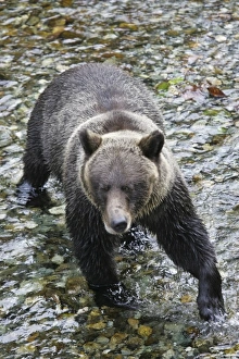 USA. Alaska. A brown bear crosses Fish Creek near Stewart, Alaska in search of salmon USA. Alaska. A brown bear crosses Fish Creek near Stewart, Alaska in search of salmon