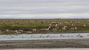 USA, Alaska. Caribou of the Porcupine Herd on the North Slope crossing the Sag River near USA, Alaska. Caribou of the Porcupine Herd on the North Slope crossing the Sag River near