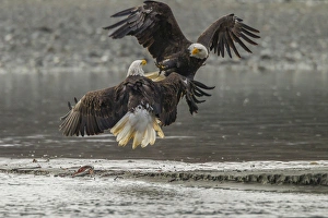 USA, Alaska, Chilkat Bald Eagle Preserve. Bald eagles fighting in the air. Credit as USA, Alaska, Chilkat Bald Eagle Preserve. Bald eagles fighting in the air. Credit as