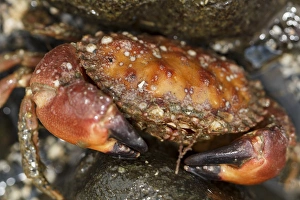 USA, Alaska. Close up view of a pygmy rock crab between rocks at low tide USA, Alaska. Close up view of a pygmy rock crab between rocks at low tide