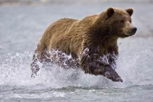 Images Dated 10th September 2006: USA. Alaska. A coastal brown bear fishes for salmon in a glacial stream at Geographic